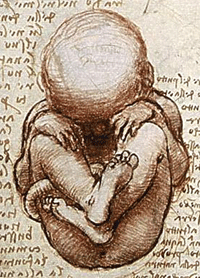 Da Vinci's Sketch of a Foetus